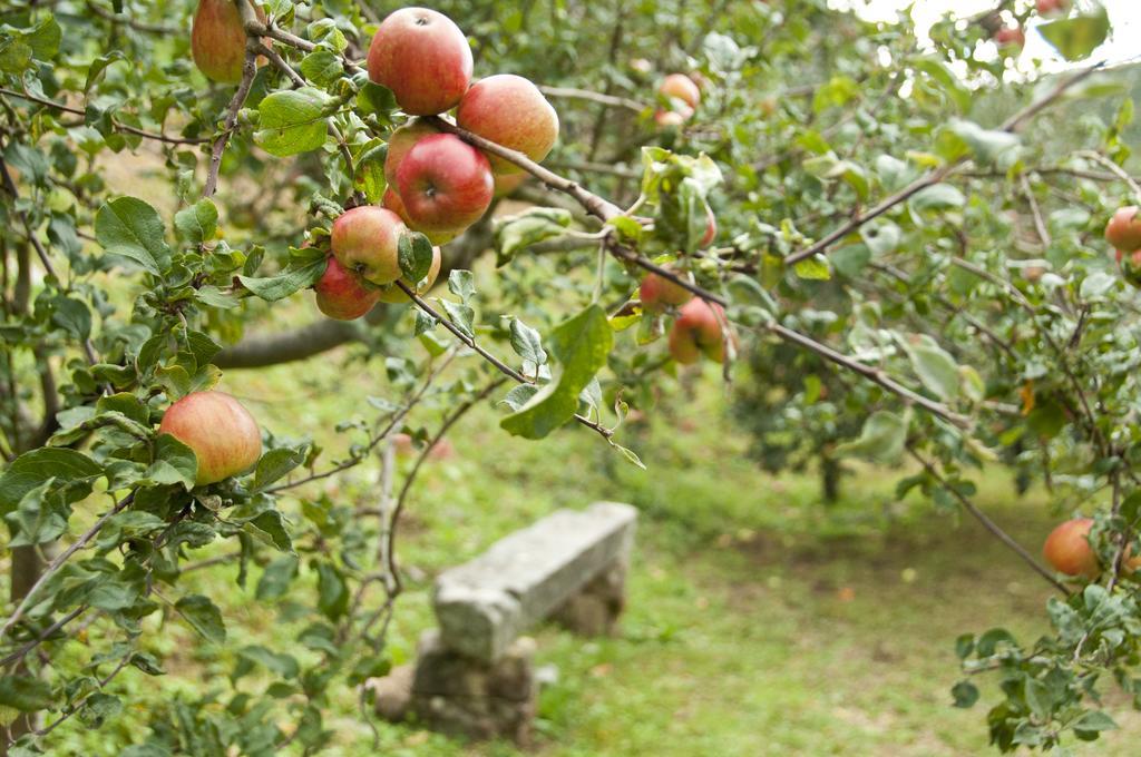Trisqueles Y Buganvillas Villaviciosa  Εξωτερικό φωτογραφία